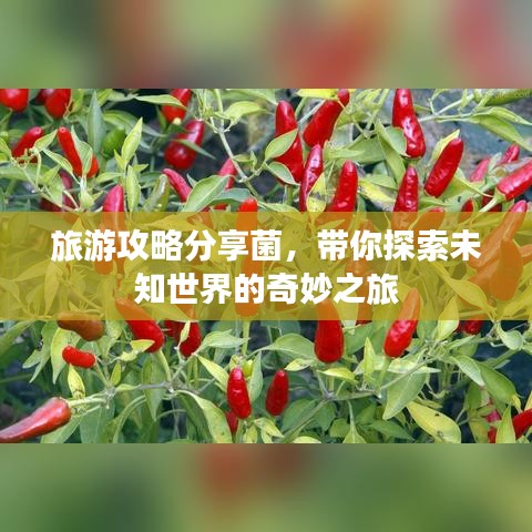 旅游攻略分享菌，带你探索未知世界的奇妙之旅