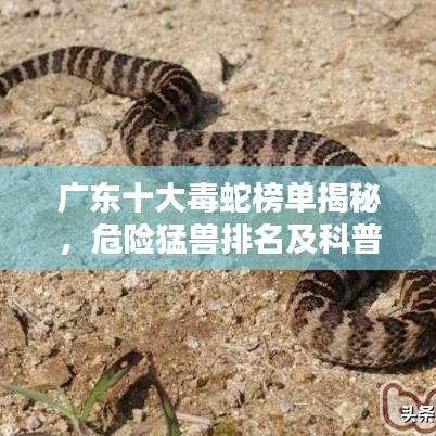 广东十大毒蛇榜单揭秘，危险猛兽排名及科普知识揭秘