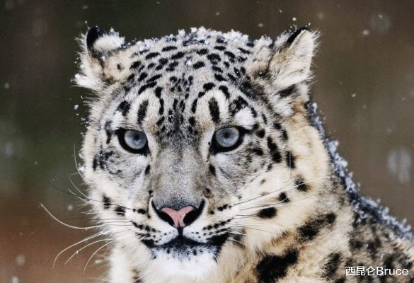 两版本雪豹,深入执行数据方案|1440p_v9.427