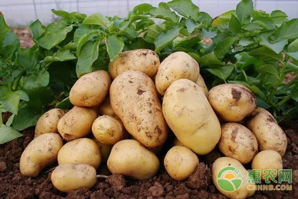 官方免下载土豆,实地评估策略-完整版_v1.609