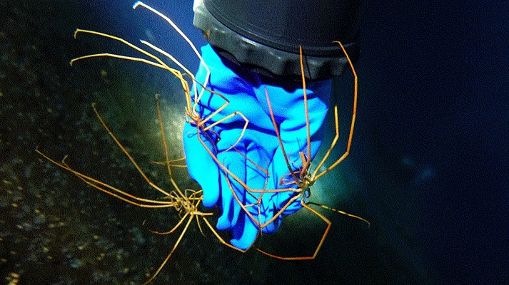 海蜘蛛版本或头脑大爆炸激活码,快速落实响应方案|GM版_v10.807