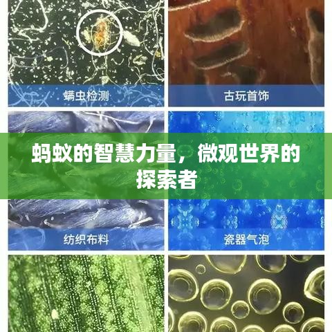 蚂蚁的智慧力量，微观世界的探索者