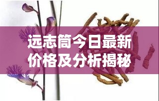 远志筒今日最新价格及分析揭秘
