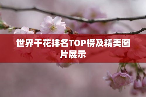 世界干花排名TOP榜及精美图片展示