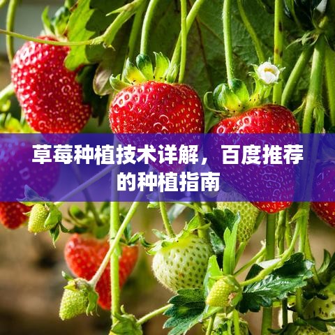 草莓种植技术详解，百度推荐的种植指南