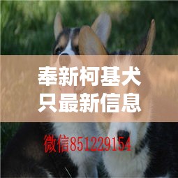 奉新柯基犬只最新信息，精选柯基出售一网打尽！