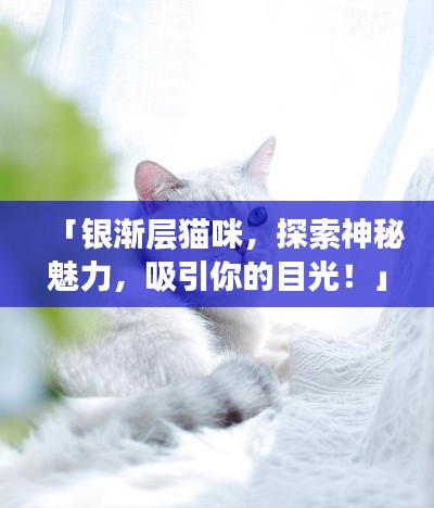 「银渐层猫咪，探索神秘魅力，吸引你的目光！」