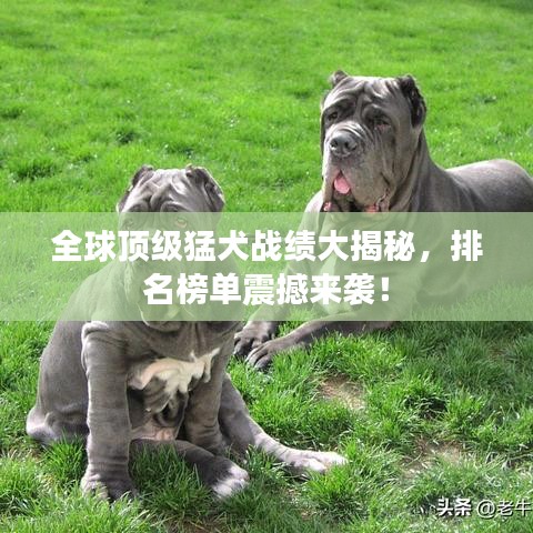 全球顶级猛犬战绩大揭秘，排名榜单震撼来袭！